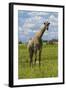 Giraffe, Nxai Pan National Park, Botswana, Africa-David Wall-Framed Photographic Print