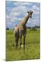 Giraffe, Nxai Pan National Park, Botswana, Africa-David Wall-Mounted Photographic Print