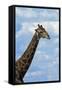 Giraffe, Nxai Pan National Park, Botswana, Africa-David Wall-Framed Stretched Canvas