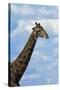 Giraffe, Nxai Pan National Park, Botswana, Africa-David Wall-Stretched Canvas