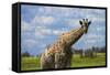 Giraffe, Nxai Pan National Park, Botswana, Africa-David Wall-Framed Stretched Canvas