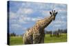 Giraffe, Nxai Pan National Park, Botswana, Africa-David Wall-Stretched Canvas