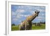 Giraffe, Nxai Pan National Park, Botswana, Africa-David Wall-Framed Photographic Print