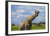 Giraffe, Nxai Pan National Park, Botswana, Africa-David Wall-Framed Photographic Print