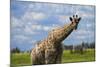 Giraffe, Nxai Pan National Park, Botswana, Africa-David Wall-Mounted Photographic Print