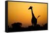 Giraffe, Nxai Pan National Park, Botswana-Paul Souders-Framed Stretched Canvas