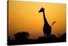 Giraffe, Nxai Pan National Park, Botswana-Paul Souders-Stretched Canvas