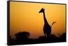Giraffe, Nxai Pan National Park, Botswana-Paul Souders-Framed Stretched Canvas