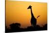 Giraffe, Nxai Pan National Park, Botswana-Paul Souders-Stretched Canvas