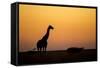 Giraffe, Nxai Pan National Park, Botswana-Paul Souders-Framed Stretched Canvas