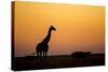 Giraffe, Nxai Pan National Park, Botswana-Paul Souders-Stretched Canvas