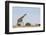 Giraffe, Nxai Pan National Park, Botswana-Paul Souders-Framed Photographic Print