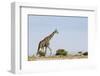 Giraffe, Nxai Pan National Park, Botswana-Paul Souders-Framed Photographic Print