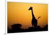 Giraffe, Nxai Pan National Park, Botswana-Paul Souders-Framed Photographic Print