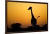 Giraffe, Nxai Pan National Park, Botswana-Paul Souders-Framed Photographic Print