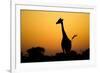 Giraffe, Nxai Pan National Park, Botswana-Paul Souders-Framed Photographic Print