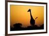 Giraffe, Nxai Pan National Park, Botswana-Paul Souders-Framed Photographic Print