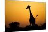 Giraffe, Nxai Pan National Park, Botswana-Paul Souders-Mounted Photographic Print