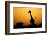 Giraffe, Nxai Pan National Park, Botswana-Paul Souders-Framed Photographic Print