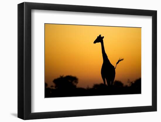 Giraffe, Nxai Pan National Park, Botswana-Paul Souders-Framed Photographic Print