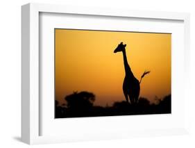 Giraffe, Nxai Pan National Park, Botswana-Paul Souders-Framed Photographic Print