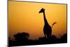 Giraffe, Nxai Pan National Park, Botswana-Paul Souders-Mounted Photographic Print