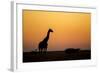 Giraffe, Nxai Pan National Park, Botswana-Paul Souders-Framed Photographic Print