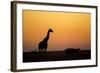 Giraffe, Nxai Pan National Park, Botswana-Paul Souders-Framed Photographic Print