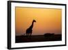 Giraffe, Nxai Pan National Park, Botswana-Paul Souders-Framed Photographic Print