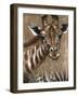 Giraffe on Print-Patricia Pinto-Framed Art Print