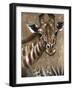 Giraffe on Print-Patricia Pinto-Framed Art Print