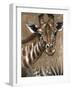 Giraffe on Print-Patricia Pinto-Framed Art Print