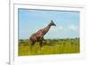 Giraffe on the savanna, Murchison Falls National park, Uganda-Keren Su-Framed Photographic Print