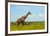 Giraffe on the savanna, Murchison Falls National park, Uganda-Keren Su-Framed Photographic Print