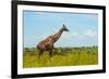 Giraffe on the savanna, Murchison Falls National park, Uganda-Keren Su-Framed Photographic Print