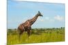 Giraffe on the savanna, Murchison Falls National park, Uganda-Keren Su-Mounted Photographic Print