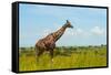 Giraffe on the savanna, Murchison Falls National park, Uganda-Keren Su-Framed Stretched Canvas