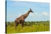 Giraffe on the savanna, Murchison Falls National park, Uganda-Keren Su-Stretched Canvas