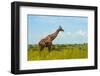 Giraffe on the savanna, Murchison Falls National park, Uganda-Keren Su-Framed Photographic Print