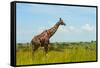 Giraffe on the savanna, Murchison Falls National park, Uganda-Keren Su-Framed Stretched Canvas