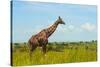 Giraffe on the savanna, Murchison Falls National park, Uganda-Keren Su-Stretched Canvas