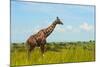 Giraffe on the savanna, Murchison Falls National park, Uganda-Keren Su-Mounted Photographic Print