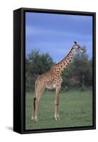Giraffe on the Savanna-DLILLC-Framed Stretched Canvas