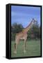 Giraffe on the Savanna-DLILLC-Framed Stretched Canvas