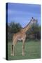 Giraffe on the Savanna-DLILLC-Stretched Canvas