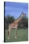 Giraffe on the Savanna-DLILLC-Stretched Canvas