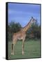 Giraffe on the Savanna-DLILLC-Framed Stretched Canvas