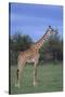 Giraffe on the Savanna-DLILLC-Stretched Canvas