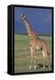 Giraffe on the Savanna-DLILLC-Framed Stretched Canvas