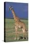 Giraffe on the Savanna-DLILLC-Stretched Canvas